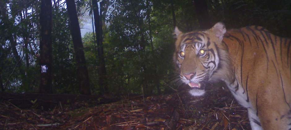 Tiger Sumatra Camera Trap