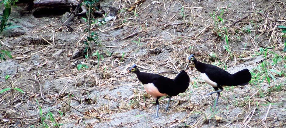 Maleo