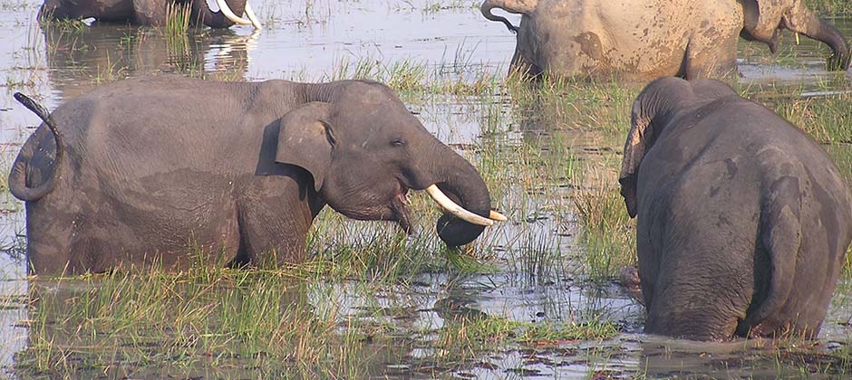 Sumatran Elephant Conservation