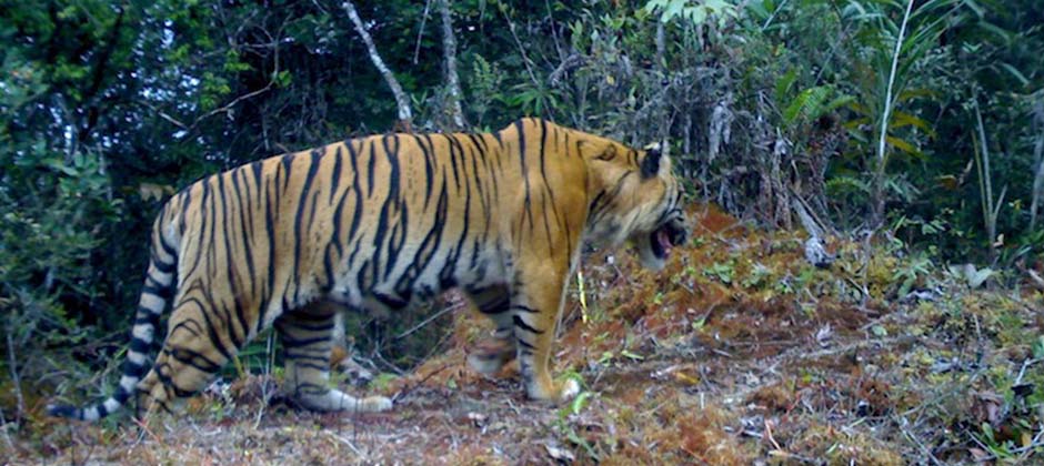 Saving the Last Tiger