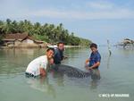 Whalesharks on the comeback? WCS helps release unexpected whale shark from net in marine park off Java