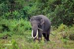 Poop Scoop: Estimating Population Size of Sumatran Elephants in Way Kambas