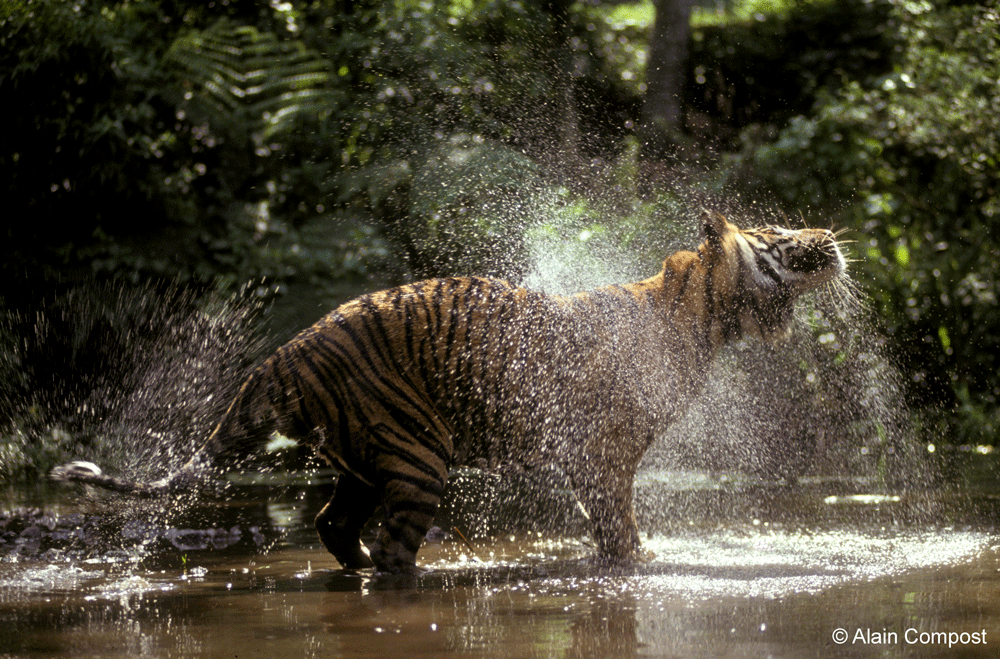 TENTANG HARIMAU SUMATERA > WCS Indonesia