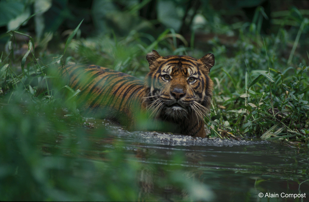 TENTANG HARIMAU SUMATERA > WCS Indonesia